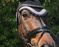 dressage horse Florencio junior (Württemberger, 2005, from Florencio I)