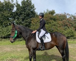 jumper Feines Schätzchen (Hanoverian, 2012, from Tannenhof's Fahrenheit)