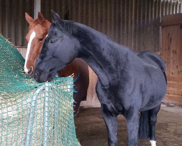 broodmare Maja (Hanoverian, 2001, from Metternich)