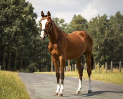 jumper Million Miracles BH (Holsteiner, 2019, from Million Dollar)