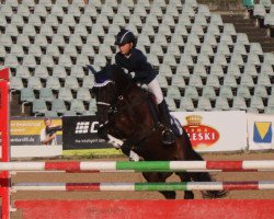 dressage horse Mr. Nilson (Pony without race description, 2009)