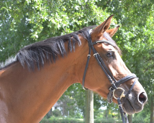 dressage horse Vitamin Db (Westphalian, 2013, from Vitalis)