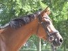 dressage horse Vitamin Db (Westphalian, 2013, from Vitalis)