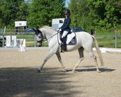 dressage horse Fanta's Girl 3 (German Riding Pony, 2004, from Fantast S)