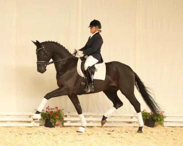 dressage horse Despino (Hanoverian, 2011, from Desperados FRH)