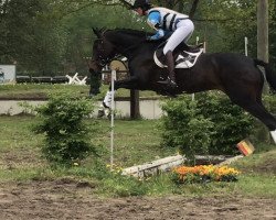 dressage horse Clärchen (Trakehner, 2012, from Olivander 2)