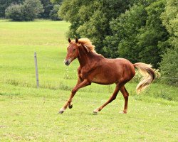 Dressurpferd Dangerous Love (Deutsches Reitpony, 2018, von Dimension AT NRW)