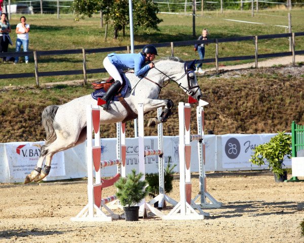 jumper Carioca M des hauts sarts Z (Zangersheide riding horse, 2011, from Corlensky G)
