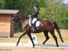 dressage horse High Halinka (Trakehner, 2013, from Sixtus)