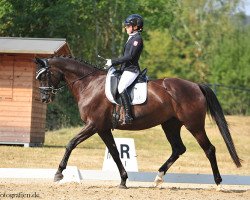 dressage horse High Halinka (Trakehner, 2013, from Sixtus)