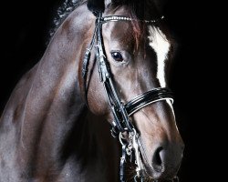 dressage horse Party-Lady (Trakehner, 2008, from Cadeau)