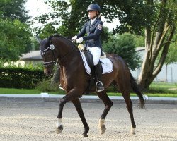 dressage horse Basket 3 (Mecklenburg, 2009, from Bellario)