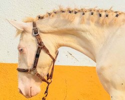 horse Afurtunada (Lusitano,  )