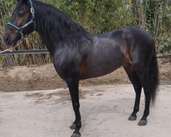 horse Lusitano... (Lusitano, 2006)