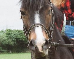 broodmare Mary Poppins (unknown, 2001, from Mondego)