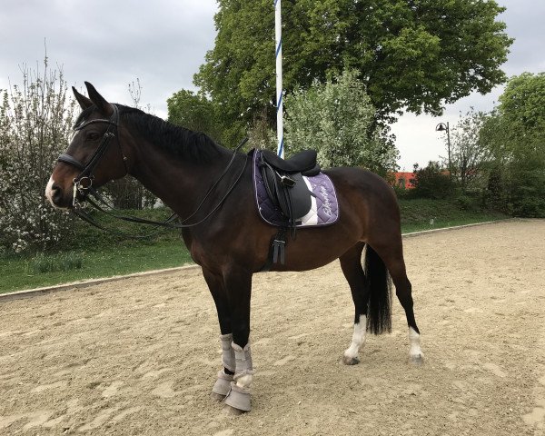 dressage horse Caipirinia Z (Zangersheide riding horse, 2009, from Cola 10)