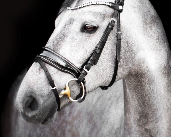 horse Copperfield 49 (Holsteiner, 2012, from Corrado I)