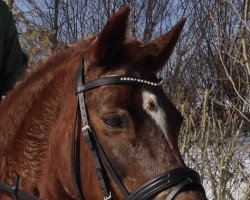 broodmare Nette (German Riding Pony, 1990, from Rubin)