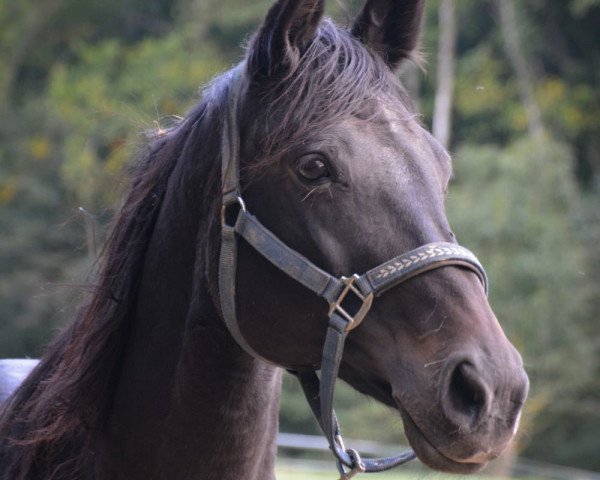 broodmare Etoile (Württemberger, 2002, from Epikur)