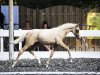 Dressurpferd GS Sun Amour (Deutsches Reitpony, 2020, von D-Gold AT NRW)