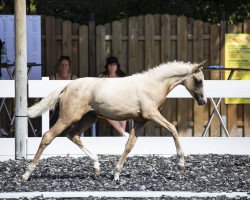 dressage horse GS Sun Amour (German Riding Pony, 2020, from D-Gold AT NRW)