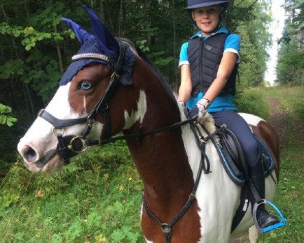 jumper Jarla (German Riding Pony, 2011, from Steendieks Monte Cassini)