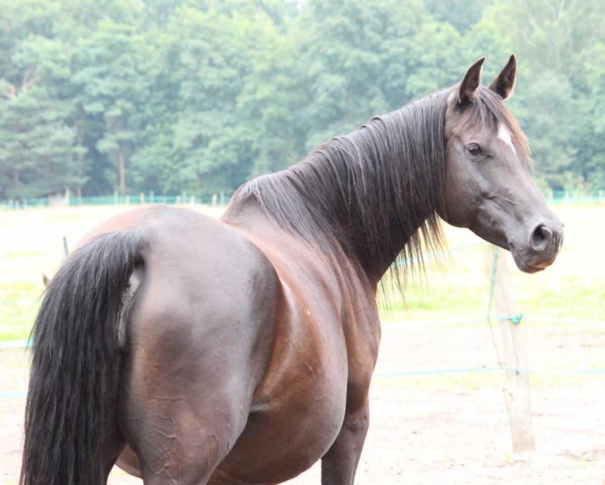 broodmare Hayat Caitlin (Quarab, 2006, from El Faatin EAO)