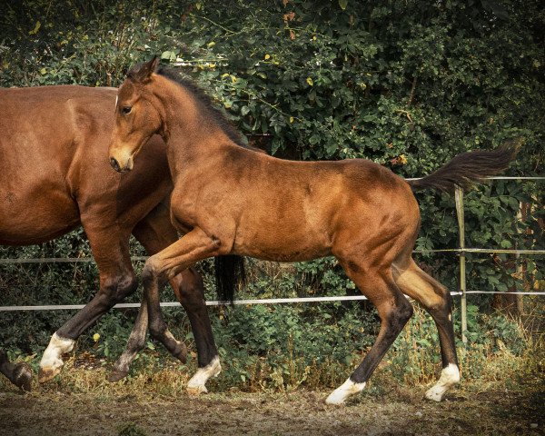 dressage horse Silbermond (Hanoverian, 2020, from Silberschmied)