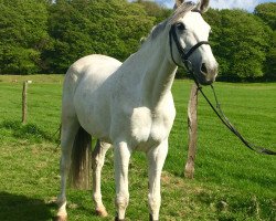 Springpferd Chakalaka 4 (Rheinländer, 2009, von Cassini Boy Junior)