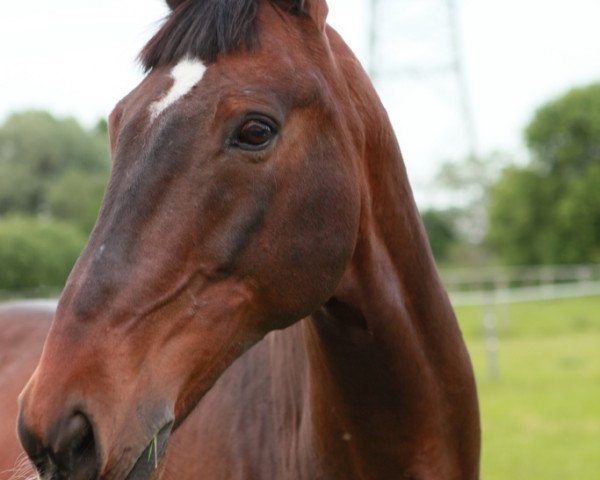 Pferd Vladimir W (KWPN (Niederländisches Warmblut), 2002, von Don Primaire)