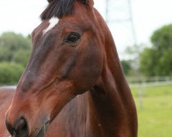 horse Vladimir W (KWPN (Royal Dutch Sporthorse), 2002, from Don Primaire)