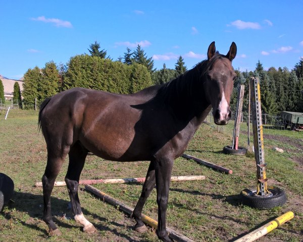 horse Wind (German Sport Horse, 2012, from Windgold x)