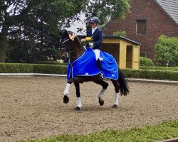 dressage horse Rainbowdancer 2 (Westphalian, 2009, from Rock Forever NRW)