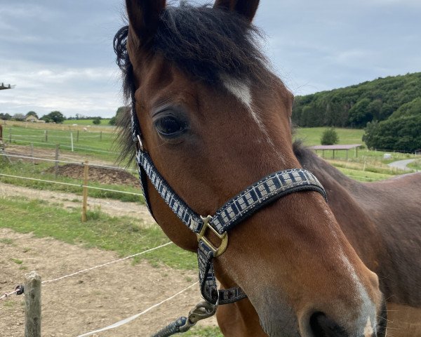 broodmare Zedilla Sue (Oldenburg, 1992, from Zeus)