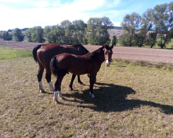 Pferd Vitorius (Sächs.-Thür. Schweres Warmbl., 2020, von Veltin 4)