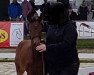 Springpferd Coriana B (Westfale, 2017, von Cornet's Boy RM)