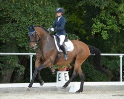 dressage horse Stanford 17 (Hanoverian, 2011, from Stedinger)