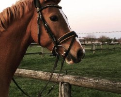 broodmare Diva Davina 2 (German Riding Pony, 2012, from Dimension AT NRW)