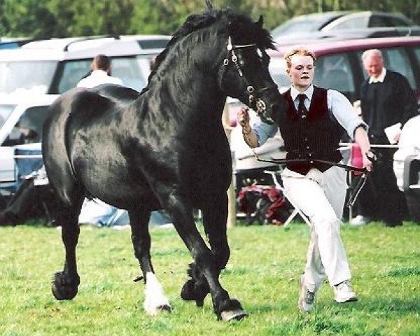 stallion Geler Cymro Du (Welsh-Cob (Sek. D), 1994, from Derwen Desert Express)