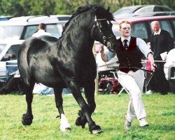 Deckhengst Geler Cymro Du (Welsh-Cob (Sek. D), 1994, von Derwen Desert Express)