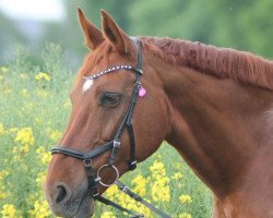 broodmare Fee (Westphalian, 2000, from Florestan I)