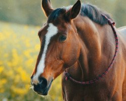 broodmare High Society 28 (Oldenburg, 2001, from Harvard)