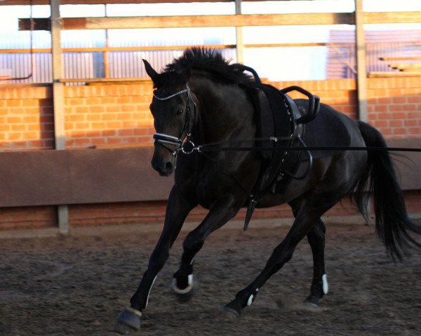 dressage horse Rubino 58 (Württemberger, 2000, from Rubicell)