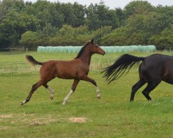 Springpferd Confetti LW (Holsteiner, 2020, von Corfu de La Vie)