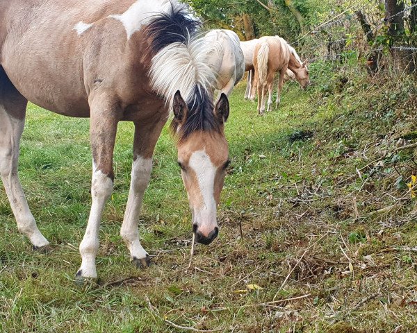 Pferd Magics Isis Juri Gr (Deutsches Sportpferd, 2020, von EMH Magics Dichalijac)