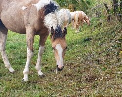 horse Magics Isis Juri Gr (Deutsches Sportpferd, 2020, from EMH Magics Dichalijac)