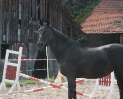 Zuchtstute Priddy Pina (Sachsen-Anhaltiner, 1997, von Preussenulan)