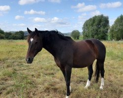 Pferd Athletic (Deutsches Sportpferd, 2009, von Werenfels)