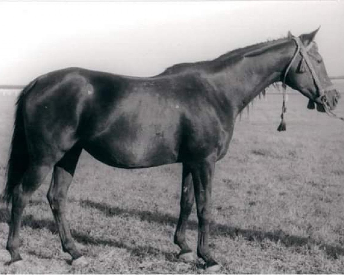 broodmare Frezja ox (Arabian purebred, 1981, from Dylemat ox)