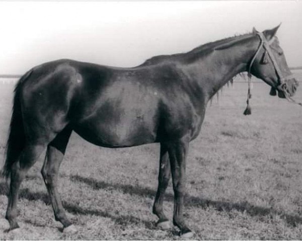 broodmare Frezja ox (Arabian thoroughbred, 1981, from Dylemat ox)